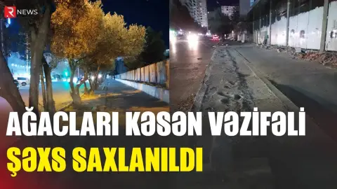 Ağacları kəsən vəzifəli şəxs saxlanıldı - 13 min manat cərimə olundu - RTV